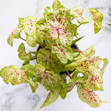 We help you to reduce waste by using recyclable packaging whenever we are able. Caladium Plant Care Growing Guide