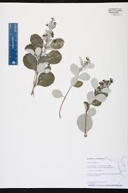 Image result for Vitex obovata