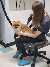 The animals are in...