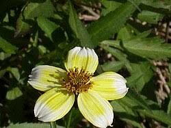 Image result for Bidens ruyigiensis