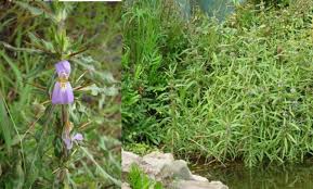 Image result for Hygrophila schulli