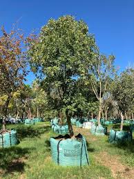 Image result for Ptaeroxylon obliquum