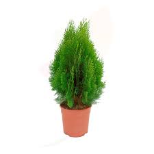 This cultivar originated as a seedling selected in the late 1970s by mal morgan, a nurseryman from sydney australia, who named the plant after himself. Thuja Orientalis Aurea Nana Is A Very Adaptable Conifer So Much So That It Can Be Had As A Tree Or As A Shrub A Few Meters High As It Also Remains