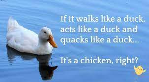 Blog If It Walks Like A Duck Acts Like A Duck Quacks Like A Duck Well Then It S Probably A Chicken 8 27 17 Brazil Times