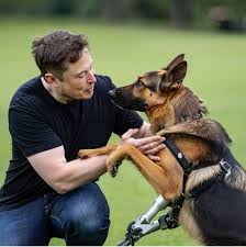 Full story: https://lexnau.com/elon-musk-is-a-pups-best-friend-his-huge- donation-funded-robotic-legs-for-injured-police-dogs -letting-one-k9-chase-criminals-again-musks-kindness-has-tails-wagging/
