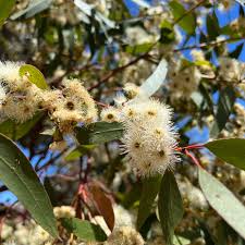 Image result for Eucalyptus