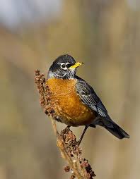 Common Birds Of Cape Cod Early Spring Robin Print By Barbara Smith Common Birds Beautiful Birds Birds Of America