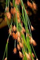 Image result for Restionaceae