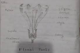 Drawing of datura flower pictures in here are posted and uploaded by adina porter for your drawing of datura flower. Telangana Scert Class 7 Science Chapter 12 Reproduction In Plants Solution