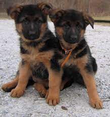 Upcoming german shepherd puppies for sale and german shepherd puppy for sale by kreative kennels, a working line german shepherd breeder. Red German Shepherd Puppies For Sale Near Me Pets Lovers