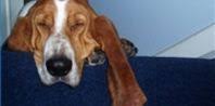 How To Treat A Dog S Ear Hematoma Cuteness Dogs Dog Ear Dog Cat