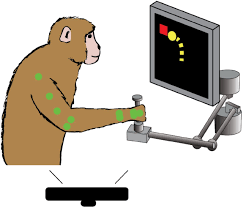 Anybody can pass any lie detector test by simply duplicating the physiological response to fear on demand at the appropriate time. Area 2 Of Primary Somatosensory Cortex Encodes Kinematics Of The Whole Arm Biorxiv