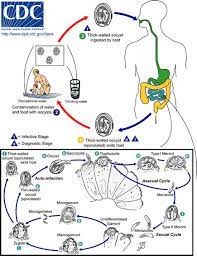 Fluid loss may be severe in clinical cases. Cryptosporidiosis Infectious Diseases Msd Manual Professional Edition