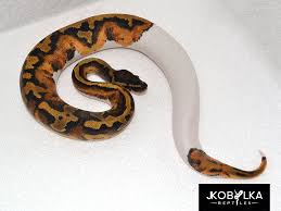 The bumblebee ball python is a beautiful yellow and black snake. Are Piebald Patterns Truly Random The Ball Street Journal