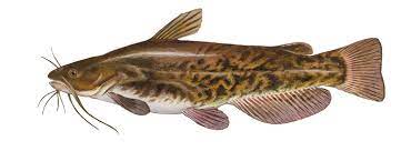 Bullheads do not get as large as the other us native catfishes, with averages sizes in the 1 to 2 pound range and world record. Bullhead Catfish