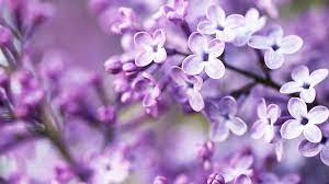 Lilac Wallpaper For Desktop Wallpapersafari Purple Flowers Wallpaper Flower Desktop Wallpaper Spring Flowers Wallpaper