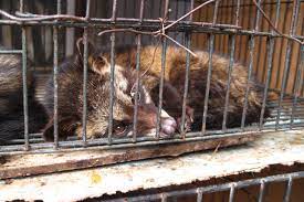Coronavirus Has Finally Made Us Recognise The Illegal Wildlife Trade Is A Public Health Issue Opinion Eco Business Asia Pacific