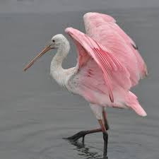 P Roseate Spoonbill Platalea Ajaja Sometimes Placed In Its Own Genus Ajaia Is A Gregarious Wading Bird Of The Ibis And Spoonbill Family Thr 2020 Kus Manzara