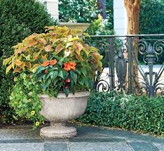 Blumenkubel Spatsommer Fleissige Lieschen Impatiens Buntnessel Fruhlingsgarten Topf Und Kubelpflanzen Pflanzen Schatten