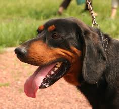 Image result for sedmihradský honič