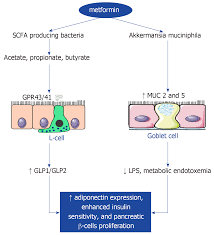 Metformin rarely produces hypoglycemia (low blood sugar levels). Crosstalk Between Gut Microbiota And Antidiabetic Drug Action