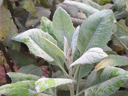 Image result for Solanecio