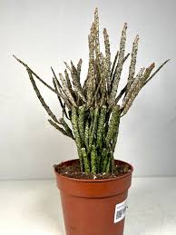 Image result for Euphorbia platycephala