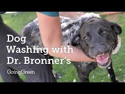 The Simplicity That Makes Dr Bronner S Pure Castile Soap Great For Our Bodies Also Makes It Great For Dogs In 2020 Dog Wash Dog Soap Castile Soap Dog Shampoo