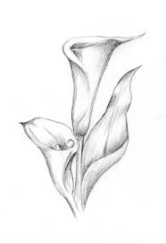 Http Drawing Of Angel Cowblog Fr Images Mesdocument627 Jpg Dessin De Fleurs Au Crayon Croquis De Fleurs Dessin Fleur