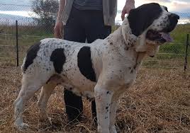 Chocolate merle, blue merle, and chocolate are available! Breeders Sredneaziat