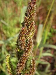 Image result for Echinochloa crus-pavonis