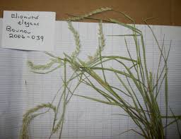 Image result for Elionurus