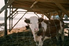 105 Hilarious Cow Jokes For Kids Thought Catalog