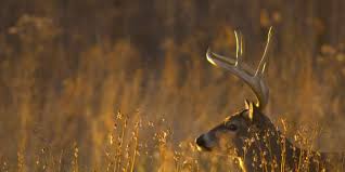 Tpwd Confirms Cases Of Chronic Wasting Disease In Texas Deer