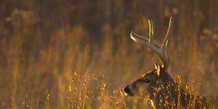 tpwd confirms cases of chronic wasting disease in texas deer