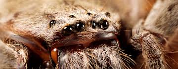 The number of people killed by wombats every year in. What On Earth Is A Huntsman Spider