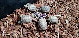 Maybe you would like to learn more about one of these? What Can I Use To Mark My Babies For Identification Tortoise