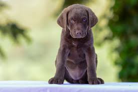 The breed was developed in the united states chesapeake bay area during the 19th century. Welpen Chesapeake Bay Retriever
