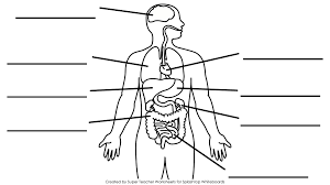 The figure also lists the organs in each system and some roles for each system. Simple Human Body Diagram Human Muscles Labeled Muscle Of The Hyman Body Human Anatomy Human Body Systems Human Body Organs Human Body Anatomy