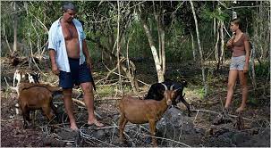The nasty chinese government using it's army of animals to kill innocent tibetans in their pilgrimage to see the dalai lama. War In The Pacific It S Hell Especially If You Re A Goat The New York Times