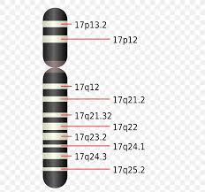 Potocki Lupski Syndrome Chromosome 17 Genetic Disorder Smith Magenis Syndrome Png 505x768px Chromosome Area Cell Chromosome