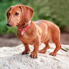 Docson is a javascript library, so it can dynamically generate the documentation from any json with a copy downloaded and running, an example json file in the same directory as docson's. Dachshund Puppies For Sale Adoptapet Com