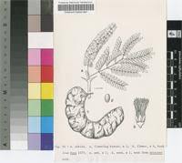 Image result for Acacia pilispina