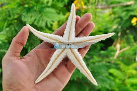 Kết quả hình ảnh cho sao bieenr