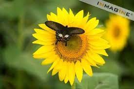 Butterfly On Sunflower Helianthus Annuus Bijapur Karnataka India Stock Photos Pictures Photography Royalty Free Im Royalty Free Images Stock Photos Photo