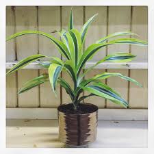 Variegated houseplants have been trending high, thanks to their distinct appearance which adds a lot of character, aesthetic appeal and yes, even soul to a home. 7 Houseplants We Love Seattle S Favorite Garden Store Since 1924 Swansons Nursery
