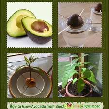 Maybe you would like to learn more about one of these? How To Grow Avocado From Seed Or Pit Dengarden