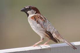 Search for crossword clues found in. Old World Sparrow Wikipedia