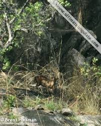 Image result for Cylindropsis parvifolia