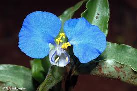 Image result for Commelina diffusa